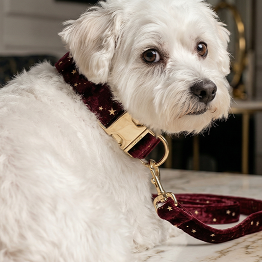 Starry Night Scarlet Red Velvet Dog Collar Leash Set