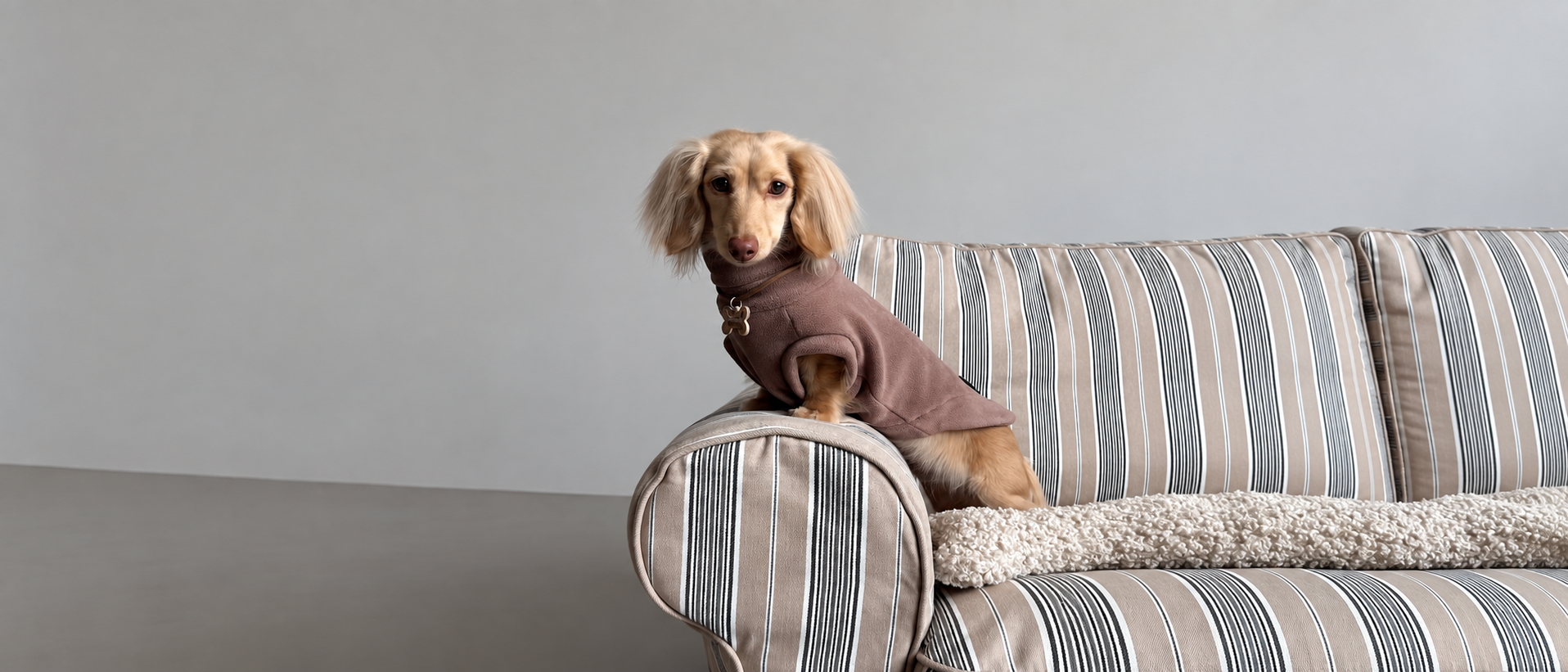Happy pet in a warm home