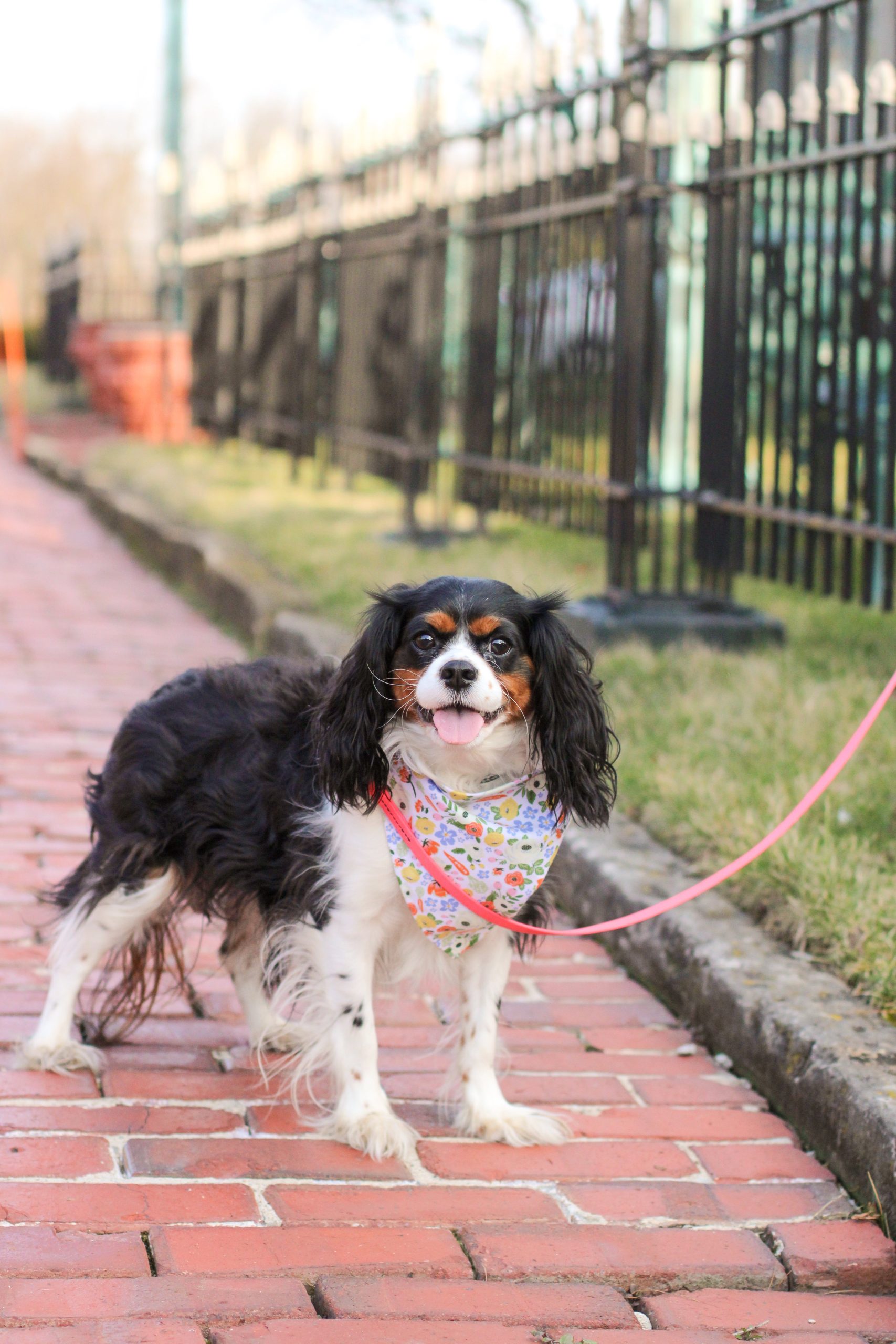 Carrot Floral Print Cotton Dog Bandana