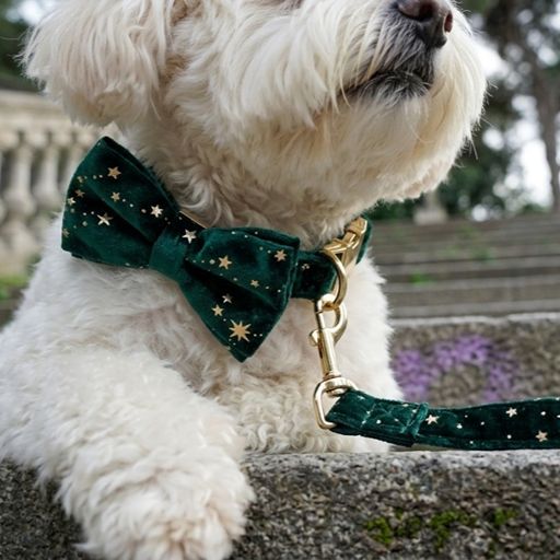 Starry Night Emerald Green Velvet Dog Collar