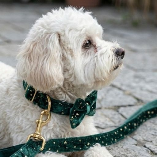 Starry Night Emerald Green Velvet Dog Collar