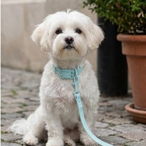 Pastel Shade PVC Dog Collar
