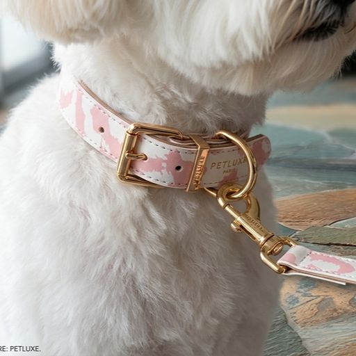 Neutral Pastel Cow Leather Dog Collar